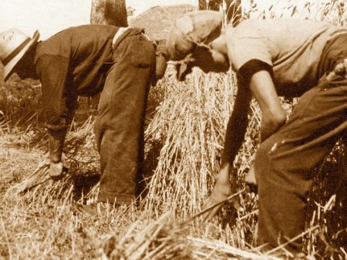 Orvieto 1945: le Leghe contadine sfamano il Nord Italia